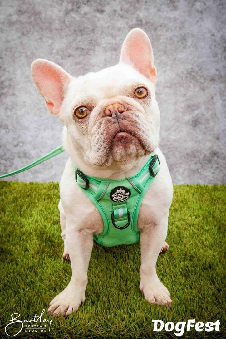 Pastel Mint Green No Pull Dog Harness