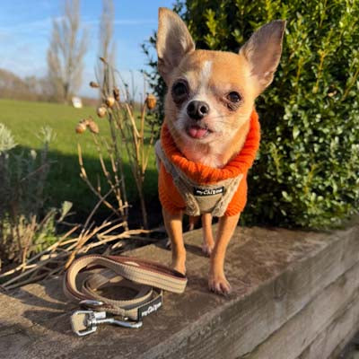 Reflective Caramel Webbing Lead 15mm with Neoprene Handle for Small Dogs