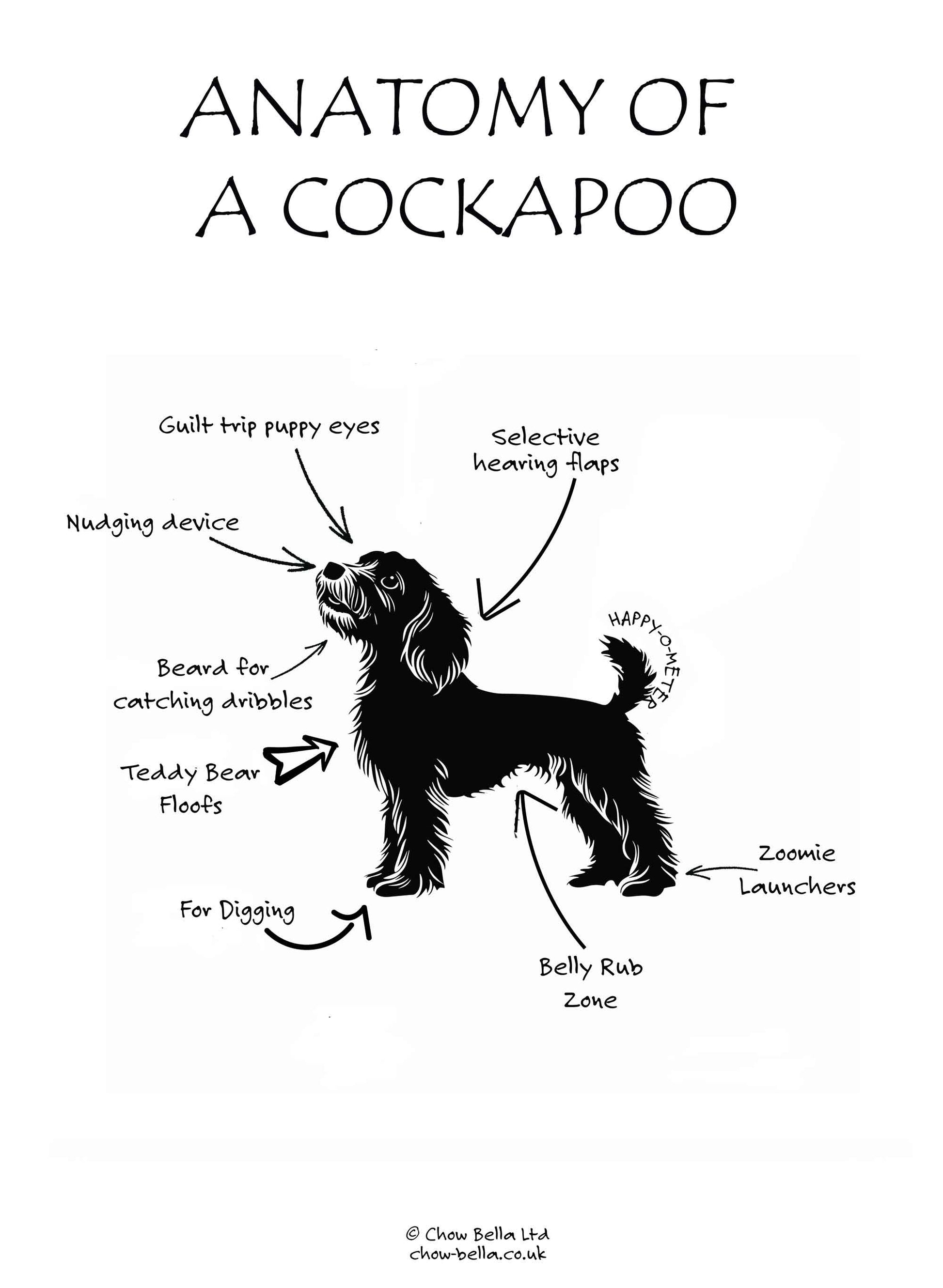 Anatomy of a Cockapoo Print