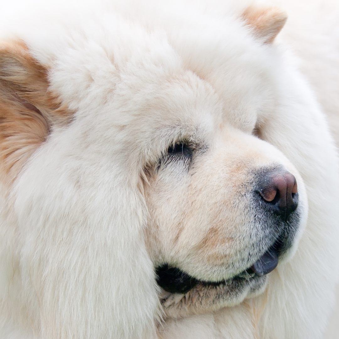 Cream Chow Chow Greeting Card Send Some Floofy Love