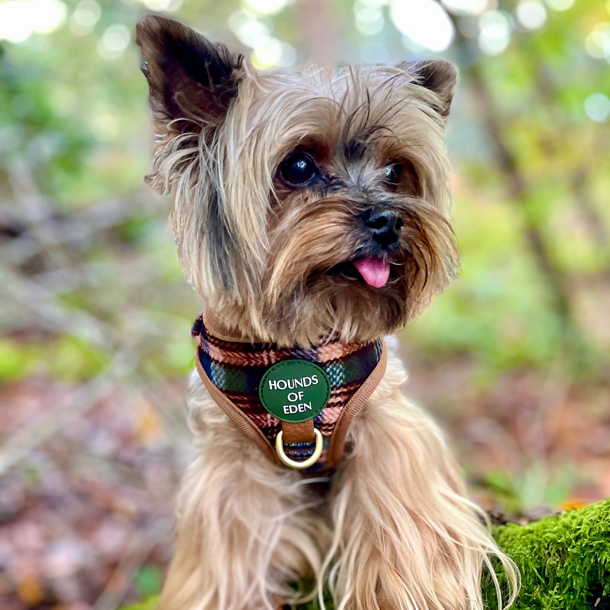 Oak Forest Plaid Dog Harness for Small Breeds