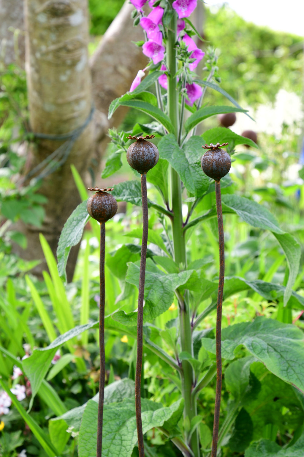 Wavy Poppy Seedhead