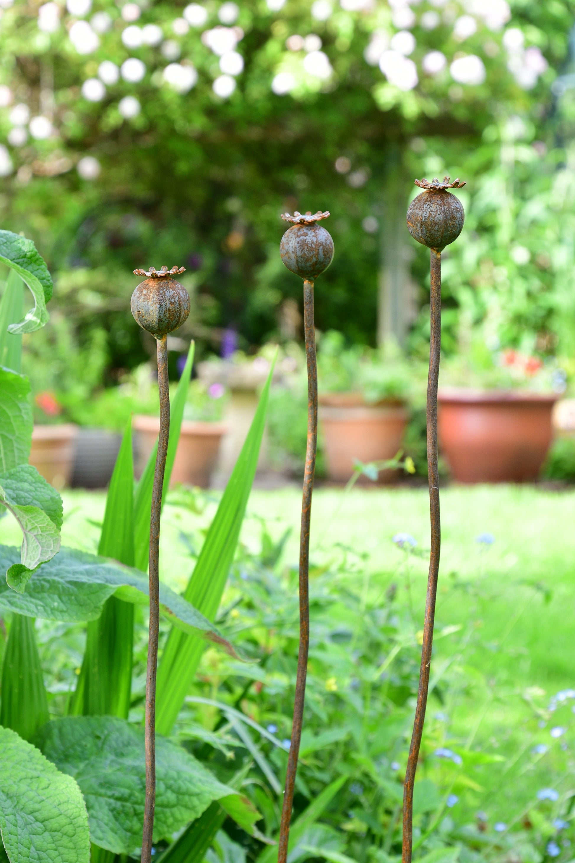 Wavy Poppy Seedhead