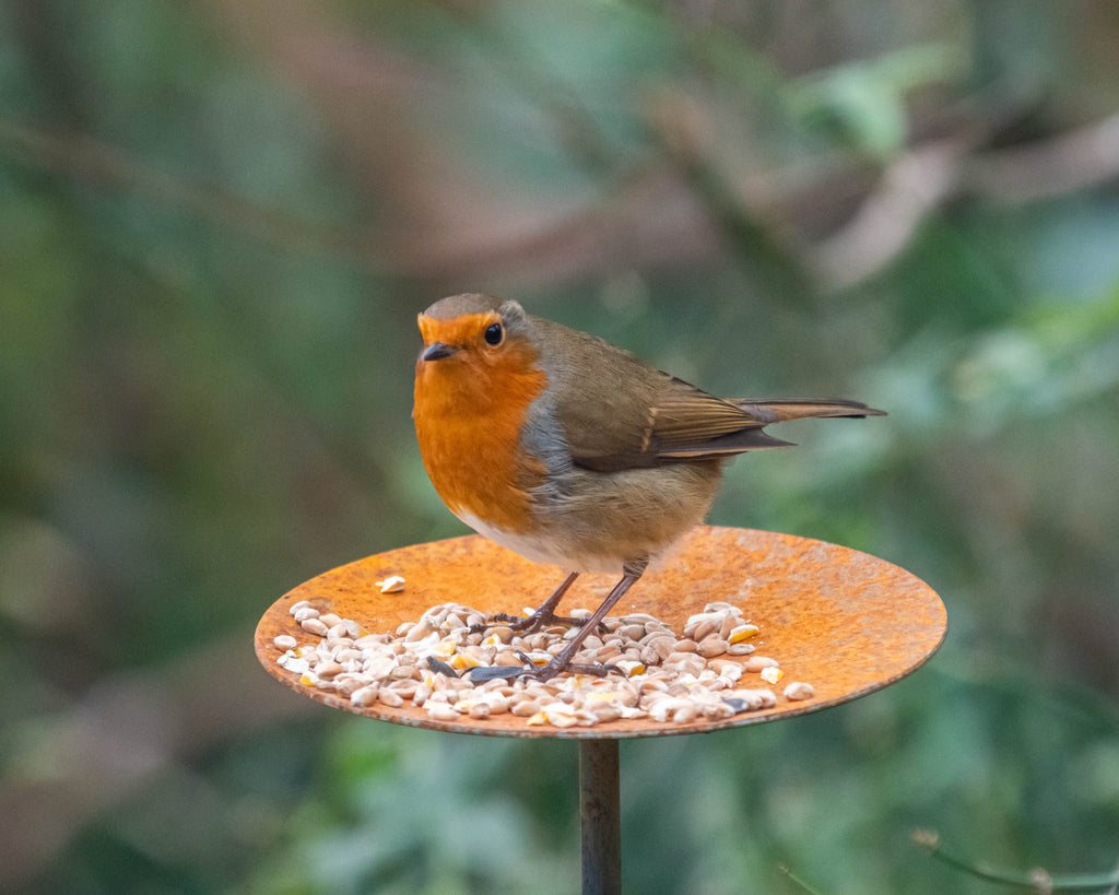 Metal Bird Feeding Platform