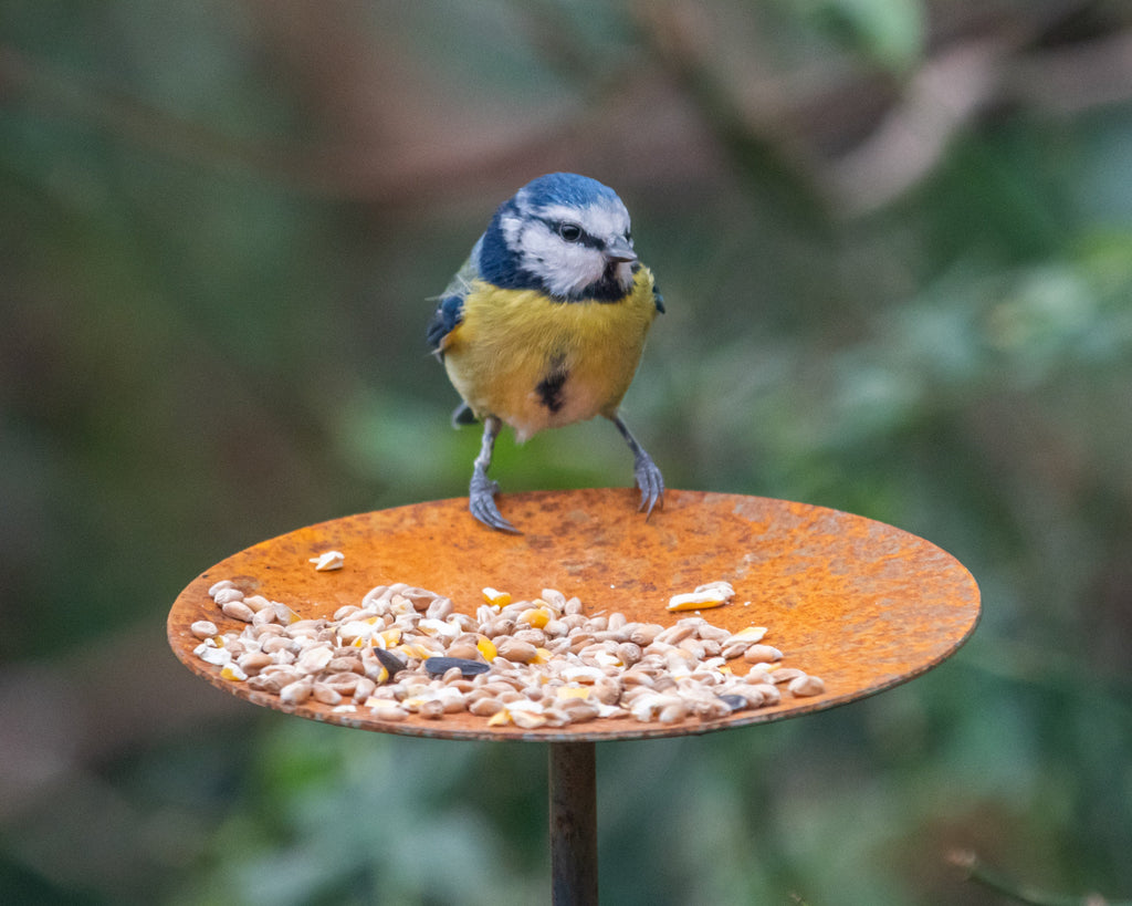 Metal Bird Feeding Platform