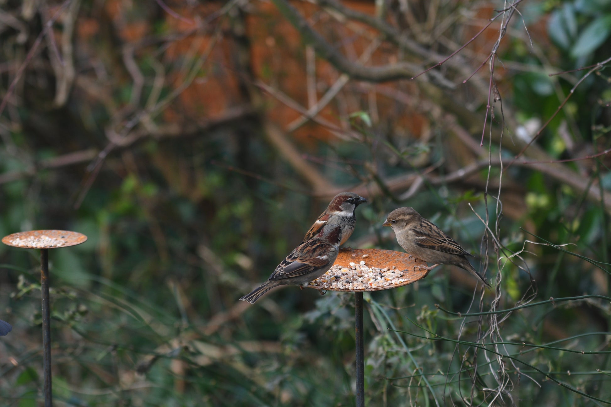 Metal Bird Feeding Platform