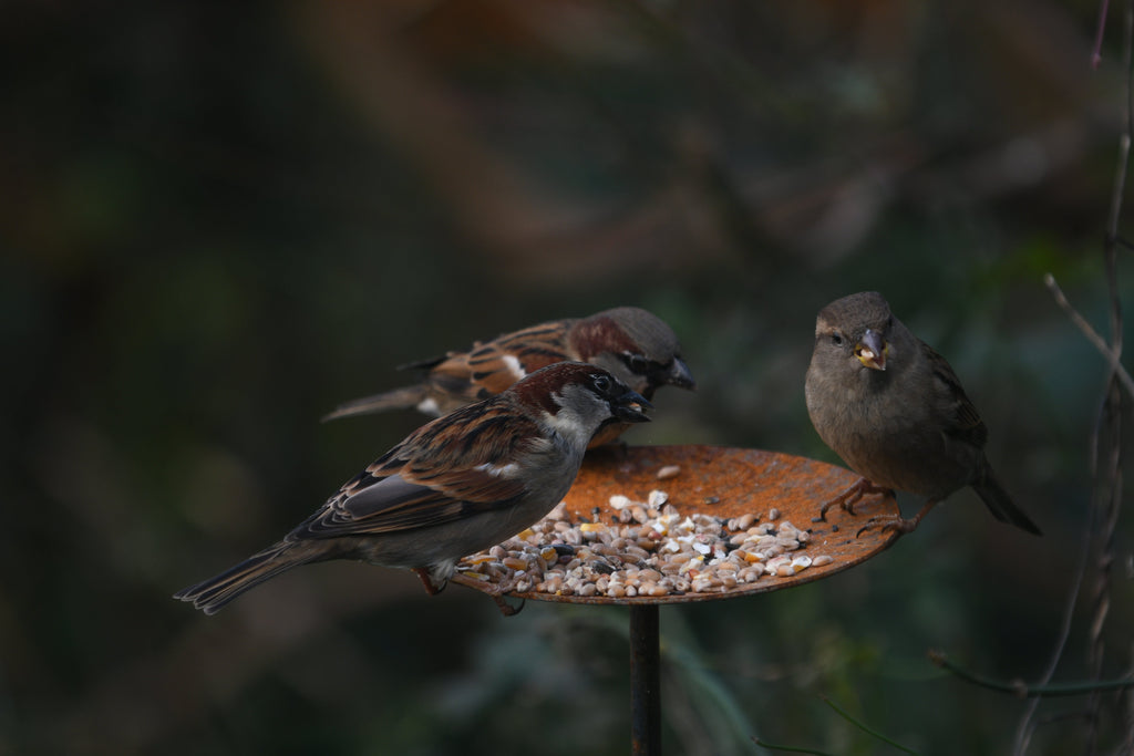 Metal Bird Feeding Platform