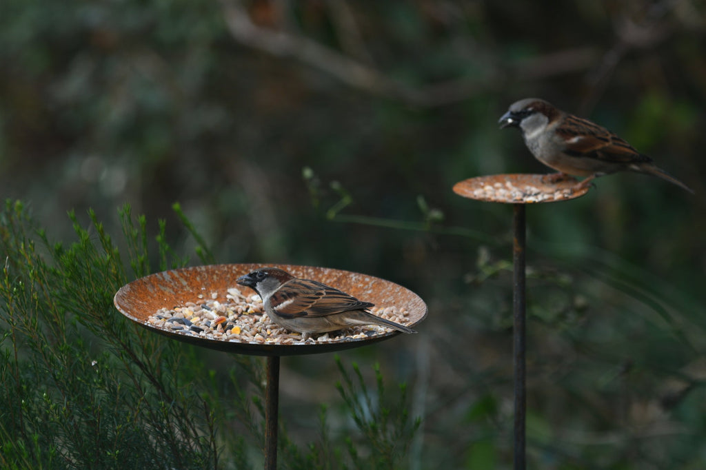 Metal Bird Feeding Platform