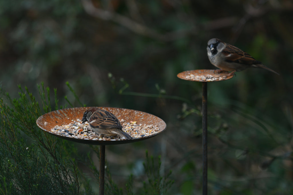 Metal Bird Feeding Platform