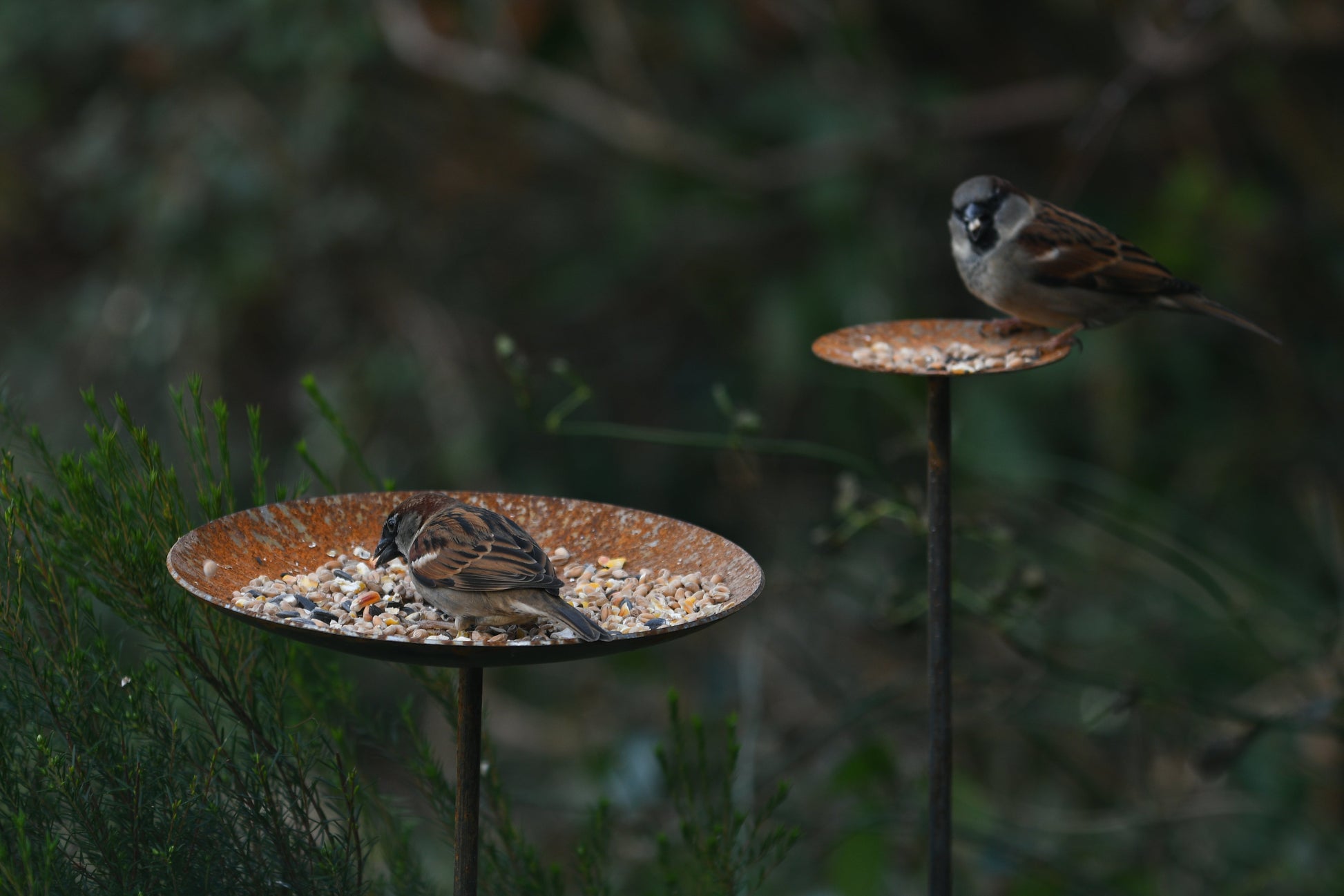 Metal Bird Feeding Platform