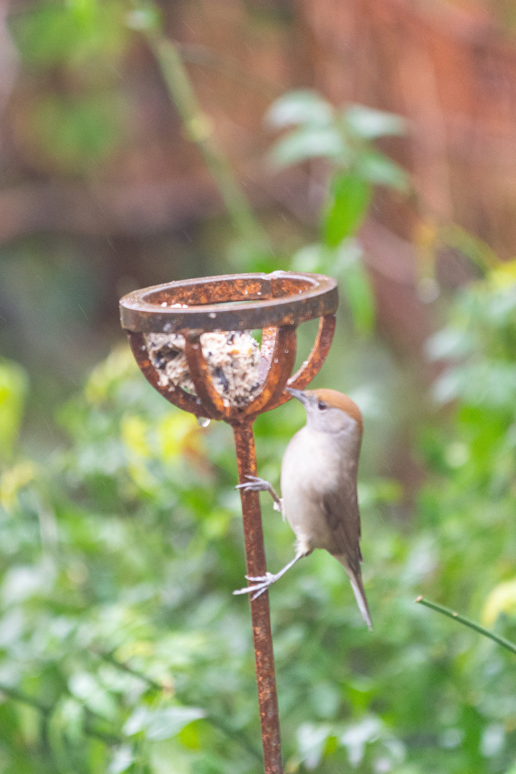 Fat Ball Bird Feeder Stake