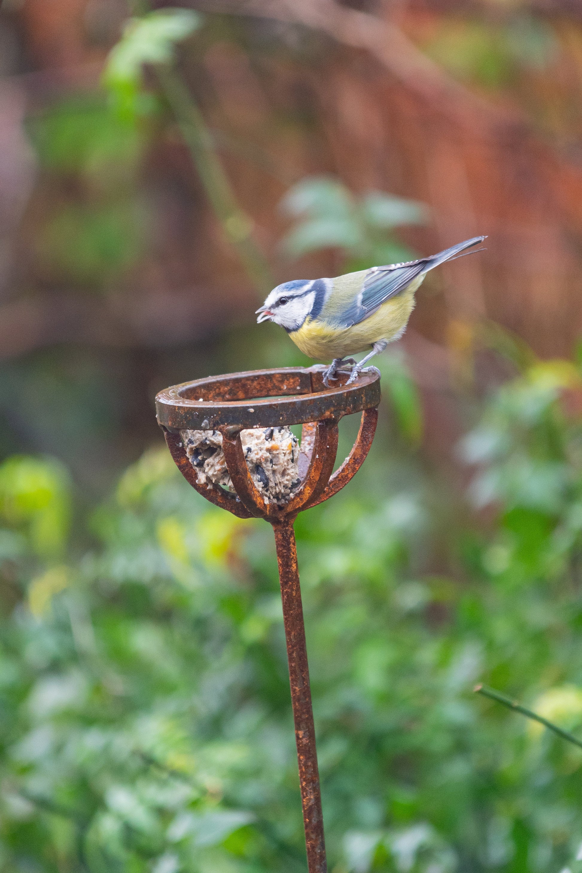Fat Ball Bird Feeder Stake