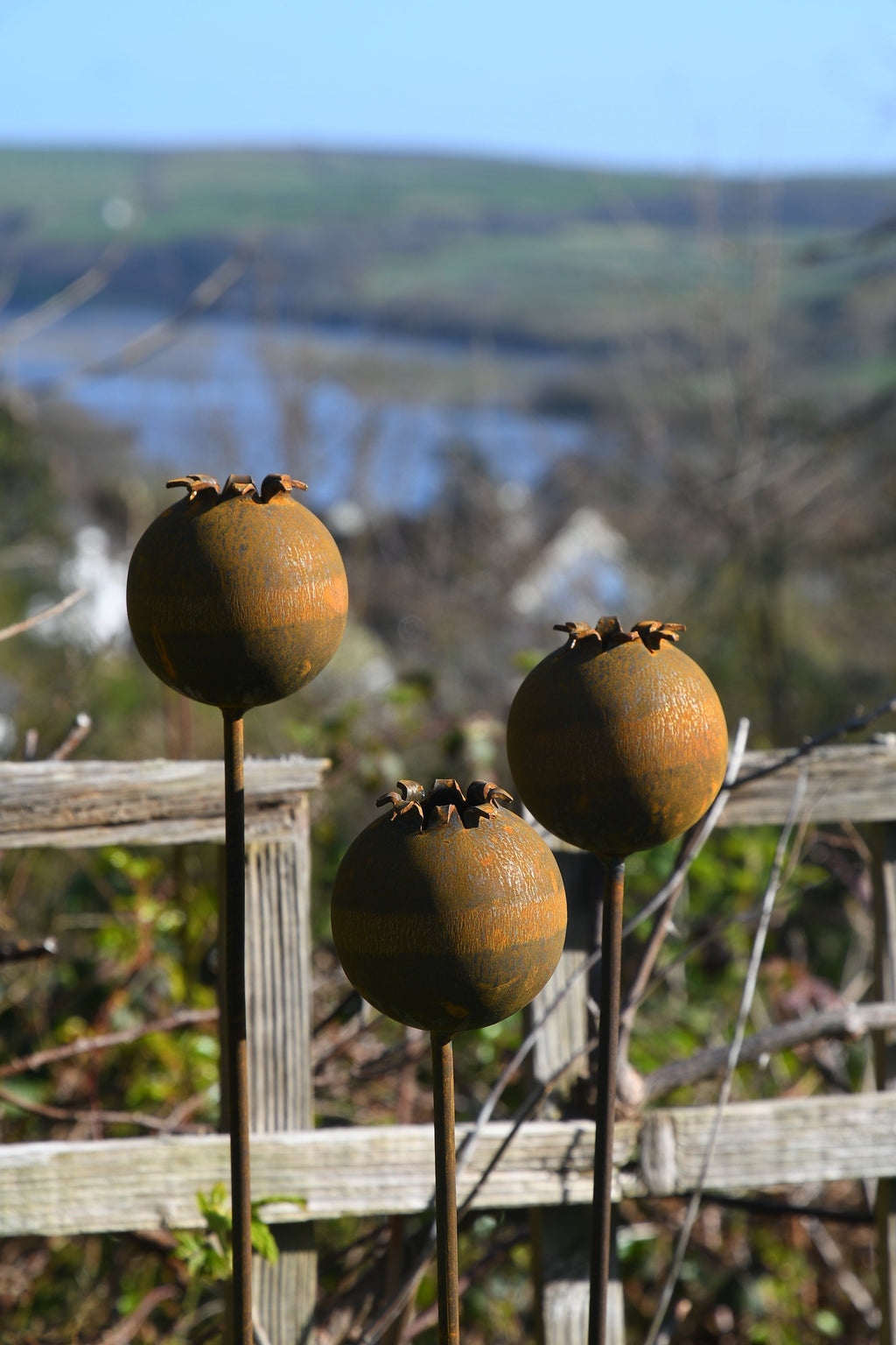 Rusty Metal Poppy Seedhead
