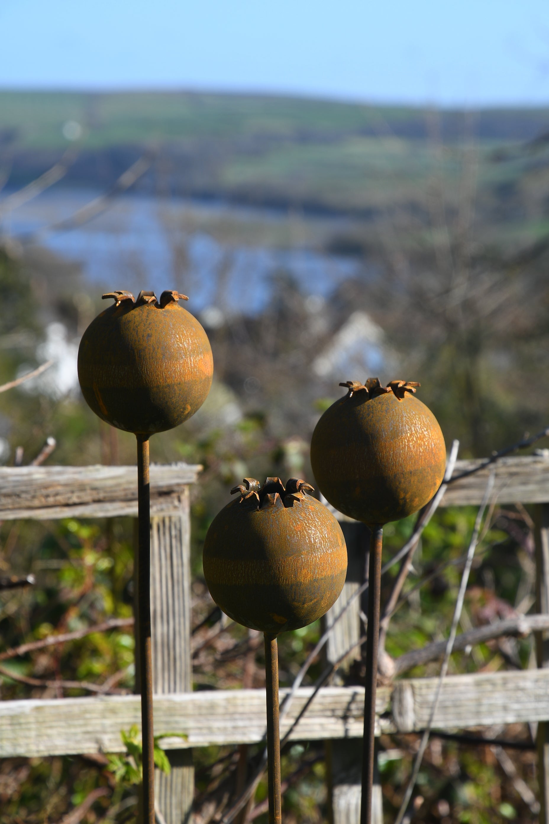 Rusty Metal Poppy Seedhead