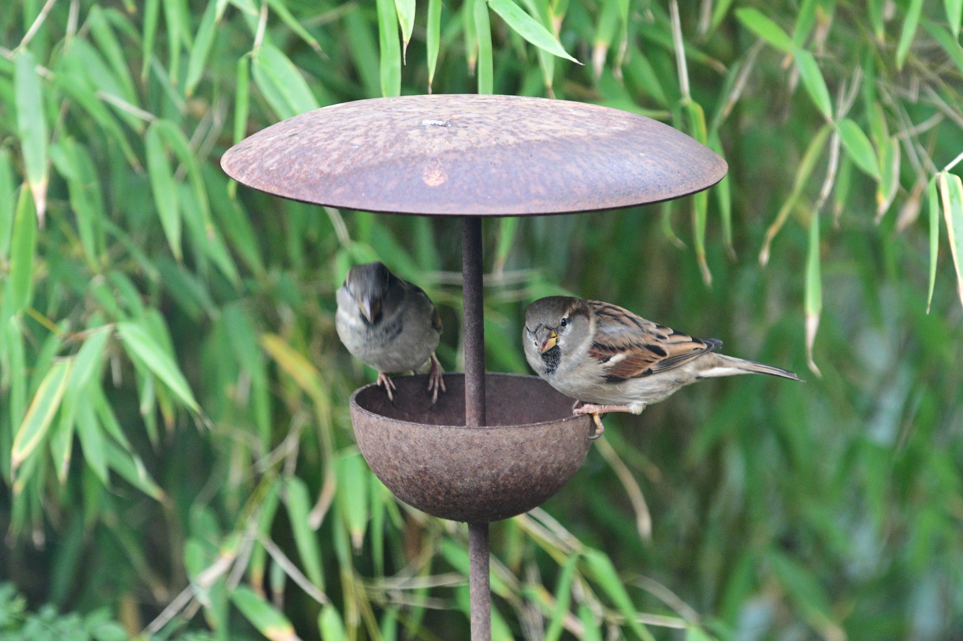 Rusty Metal Bird Feeding Stake