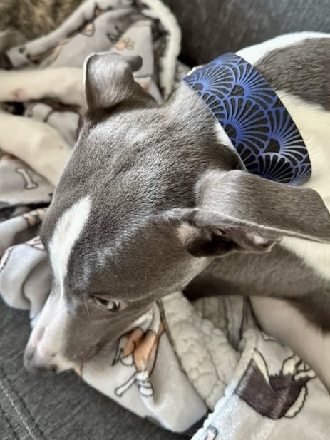 Leather Collar Art Deco