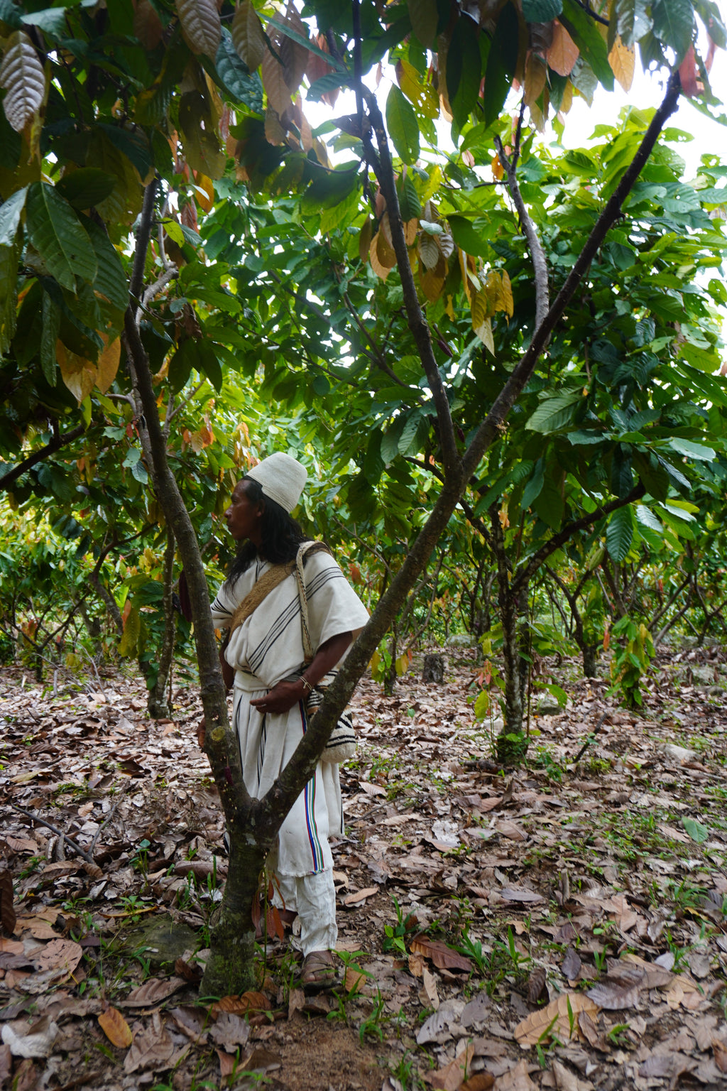 Ceremonial Cacao Granules from Colombia