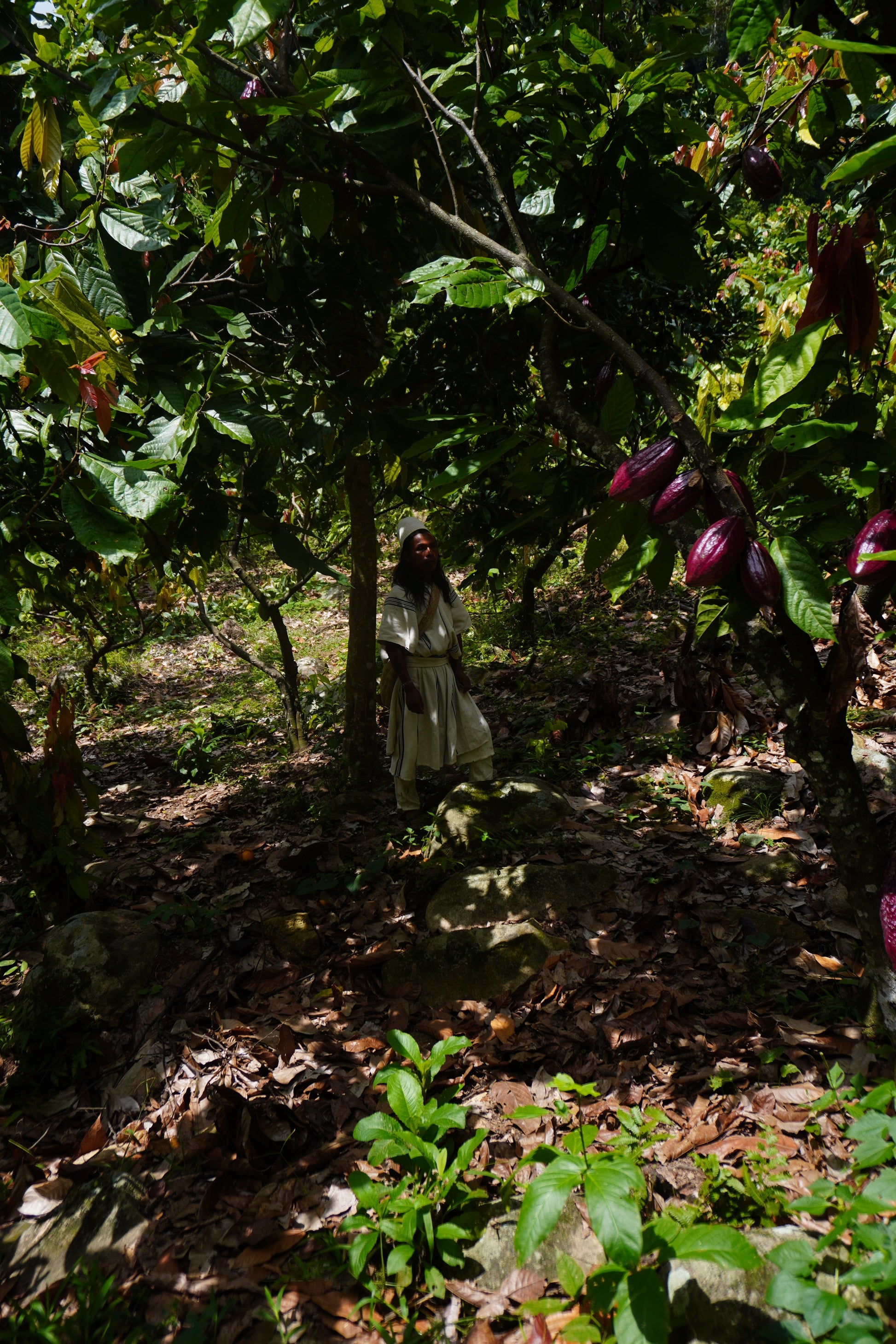 Ceremonial Cacao Granules from Colombia