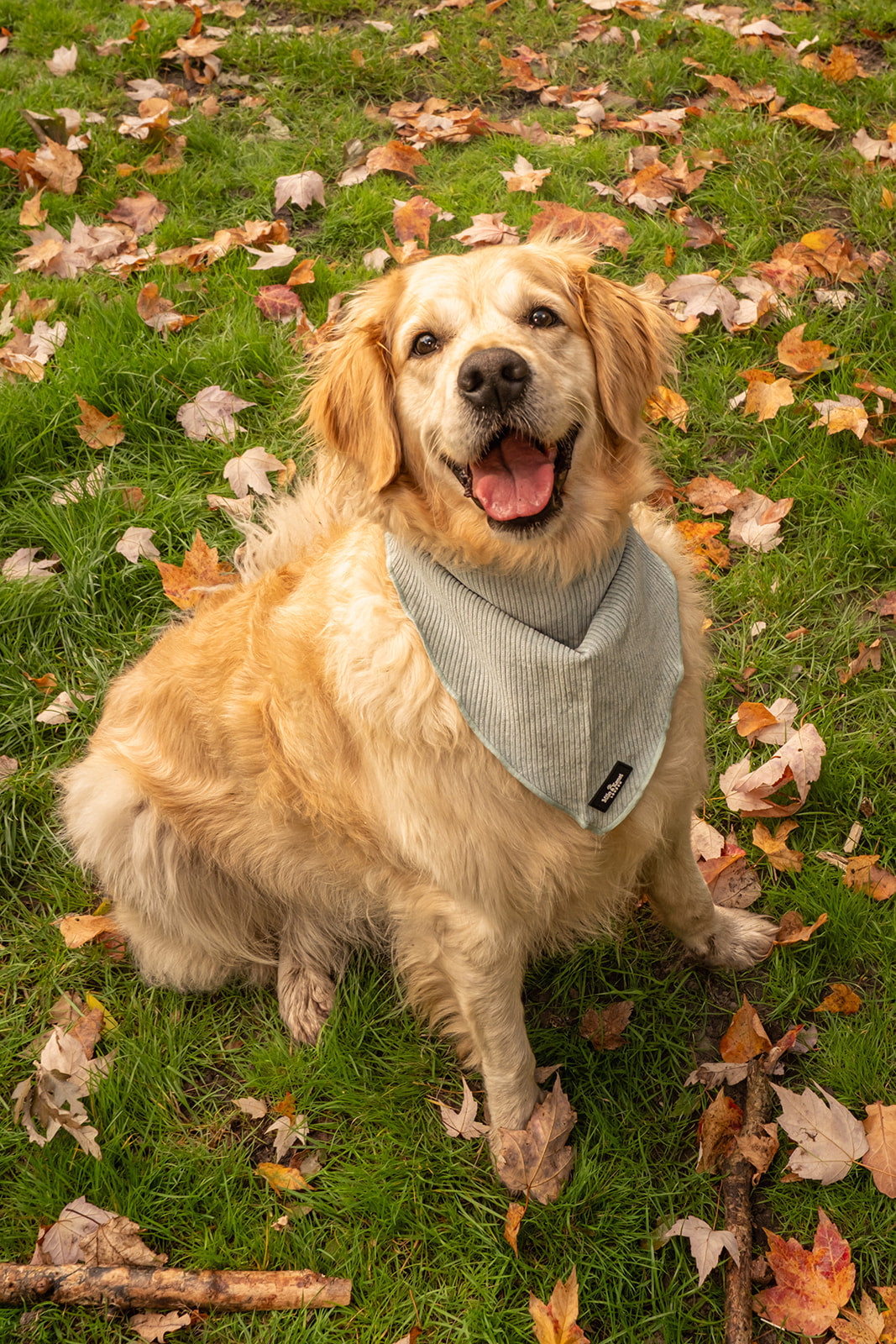 Sorbet Bandana for Dogs