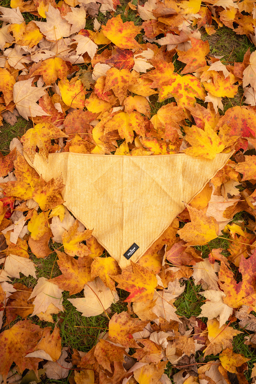 Sorbet Bandana for Dogs