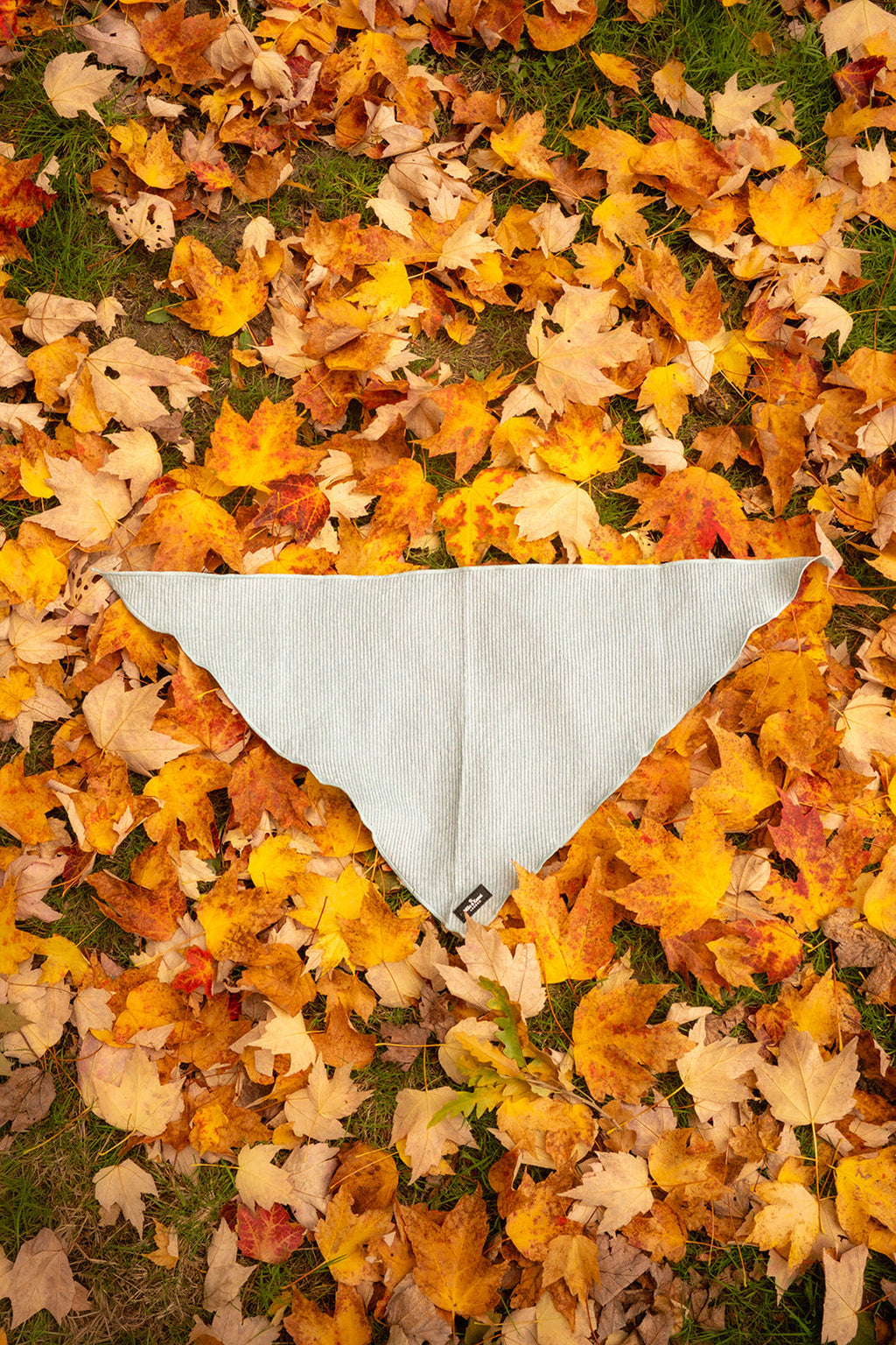 Sorbet Bandana for Dogs