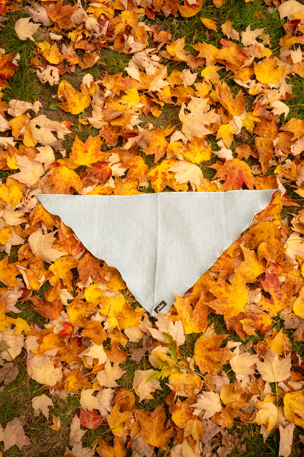 Sorbet Bandana for Dogs