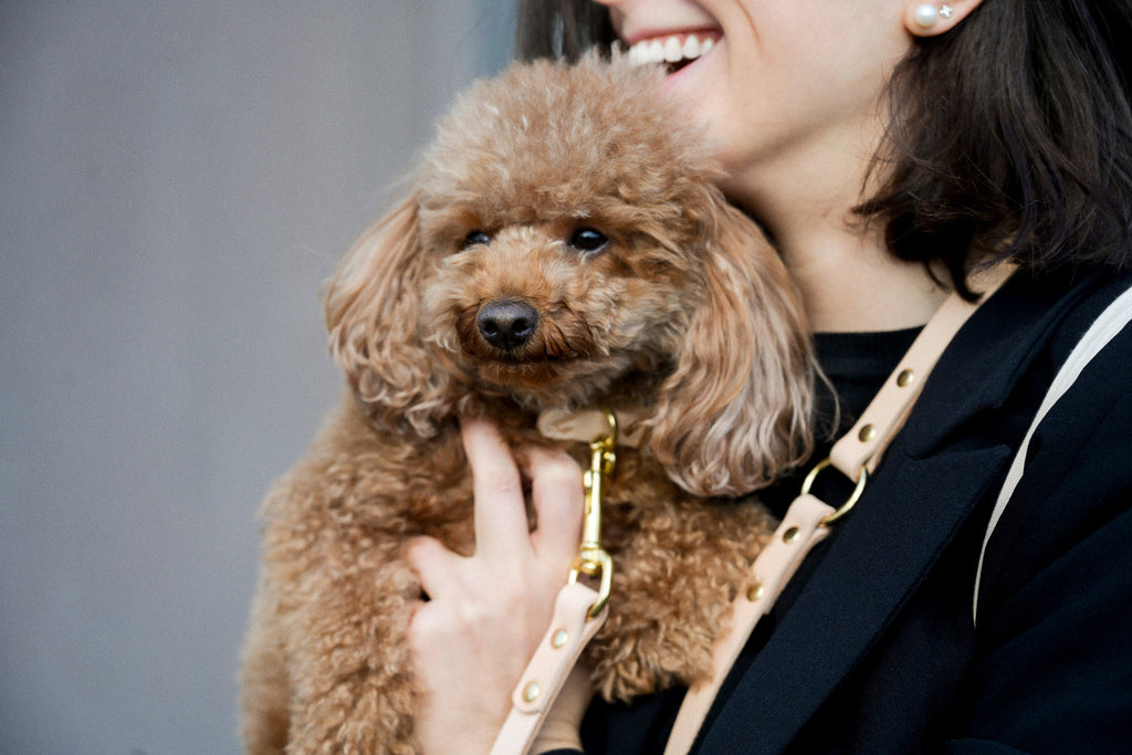 Long Leather Multi Lead for Dogs