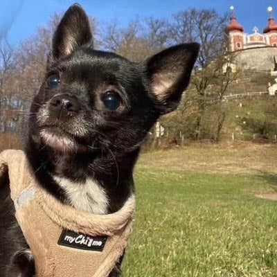 Step In Soft Touch Suede Faux Fur Lined Puppy and Small Dog Harness Caramel