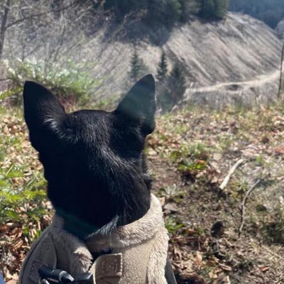 Step In Soft Touch Suede Faux Fur Lined Puppy and Small Dog Harness Caramel