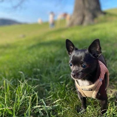 Step In Soft Touch Suede Faux Fur Lined Puppy and Small Dog Harness Caramel