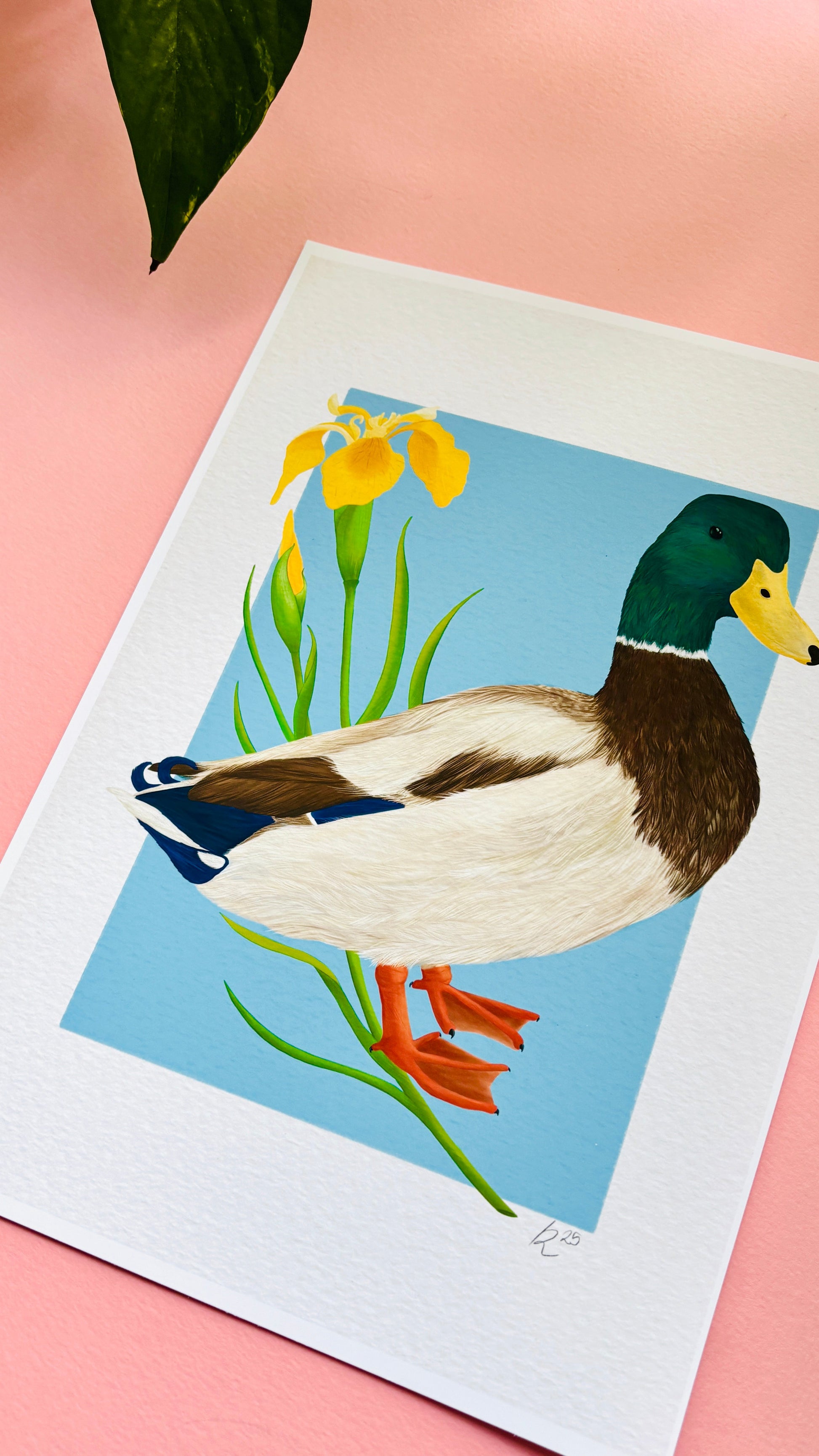 Mallard Duck and Iris British Wildlife Art Print