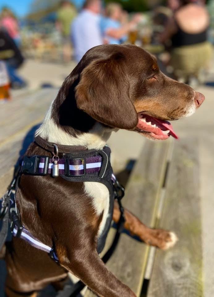 Rugged Rover Harness Midnight Black