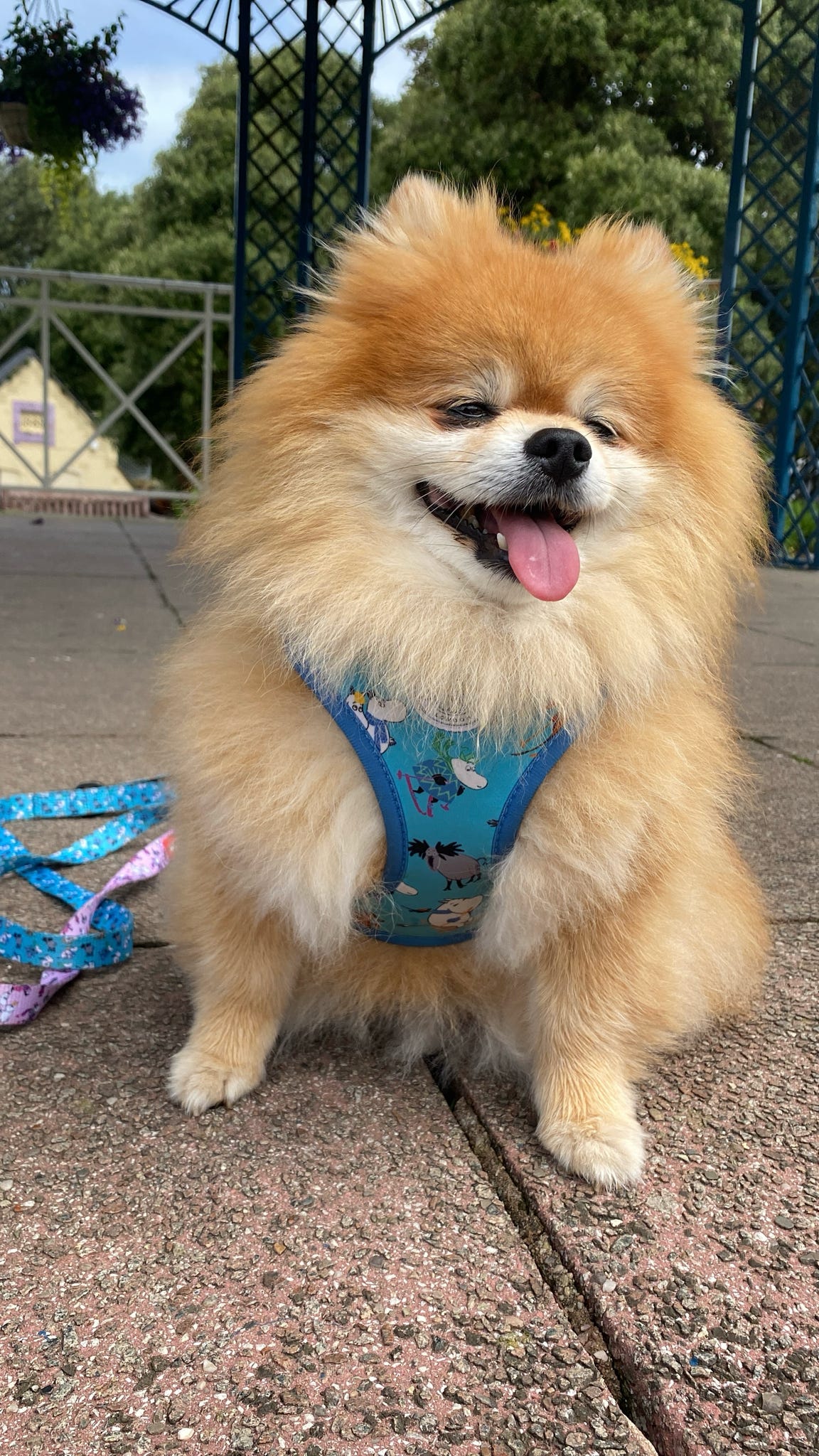 Blue Holiday Moomins Padded Dog Harness