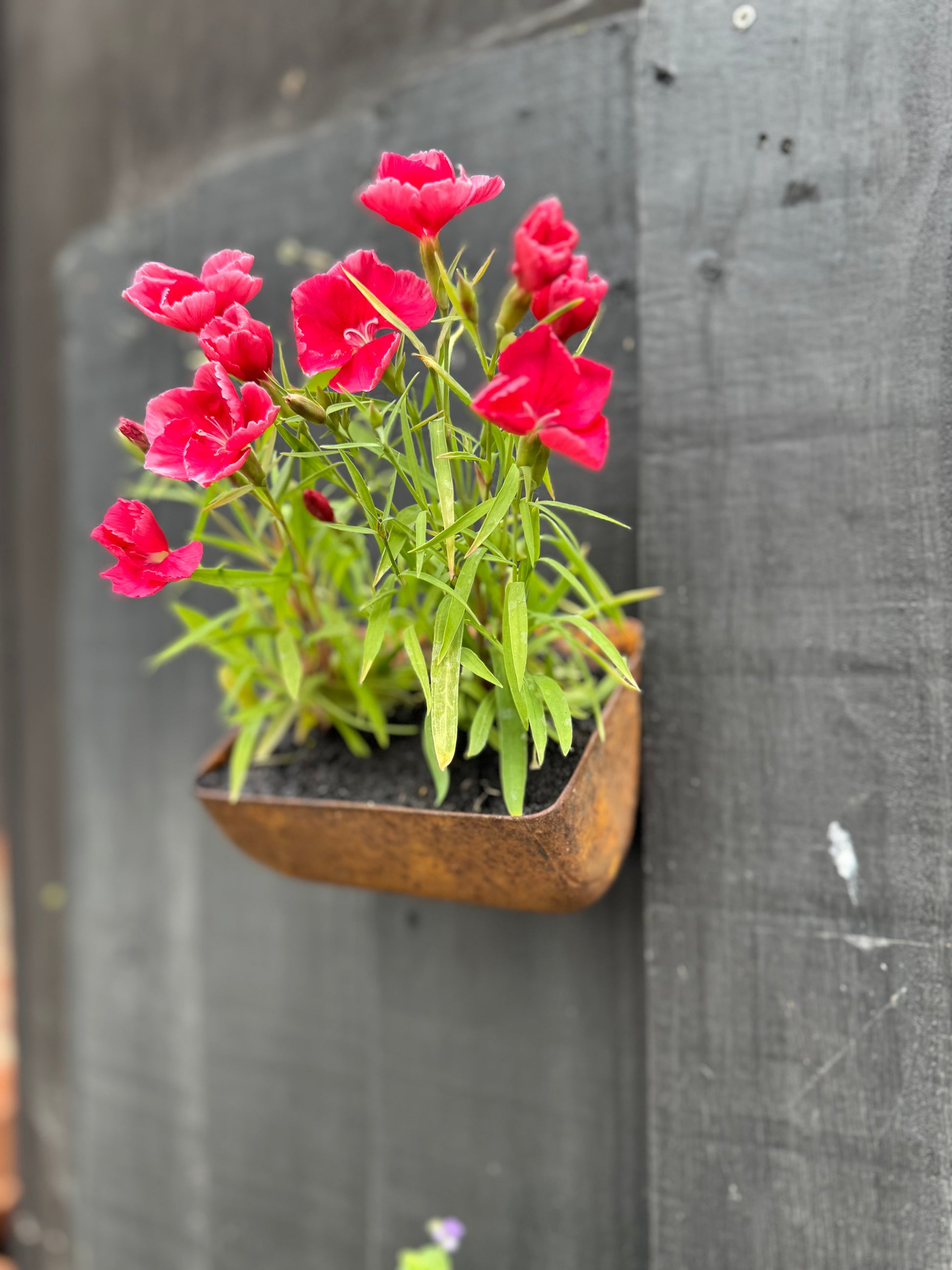 Vintage Rusty Metal Wall Mounted Planter and Key Holder
