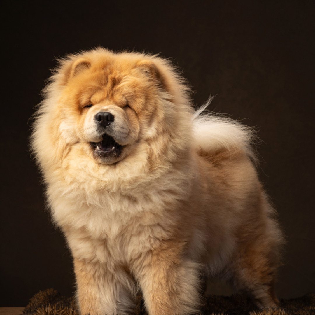 Send Some Floofy Love Fawn Chow Chow Aloof Floof Greeting Card