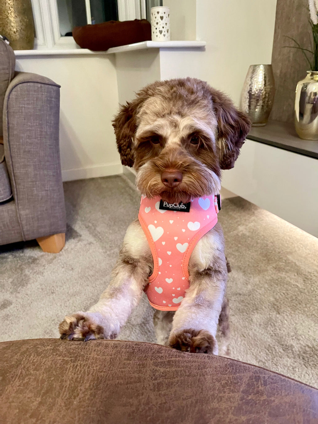 Peachy Hearts Adjustable Dog Harness