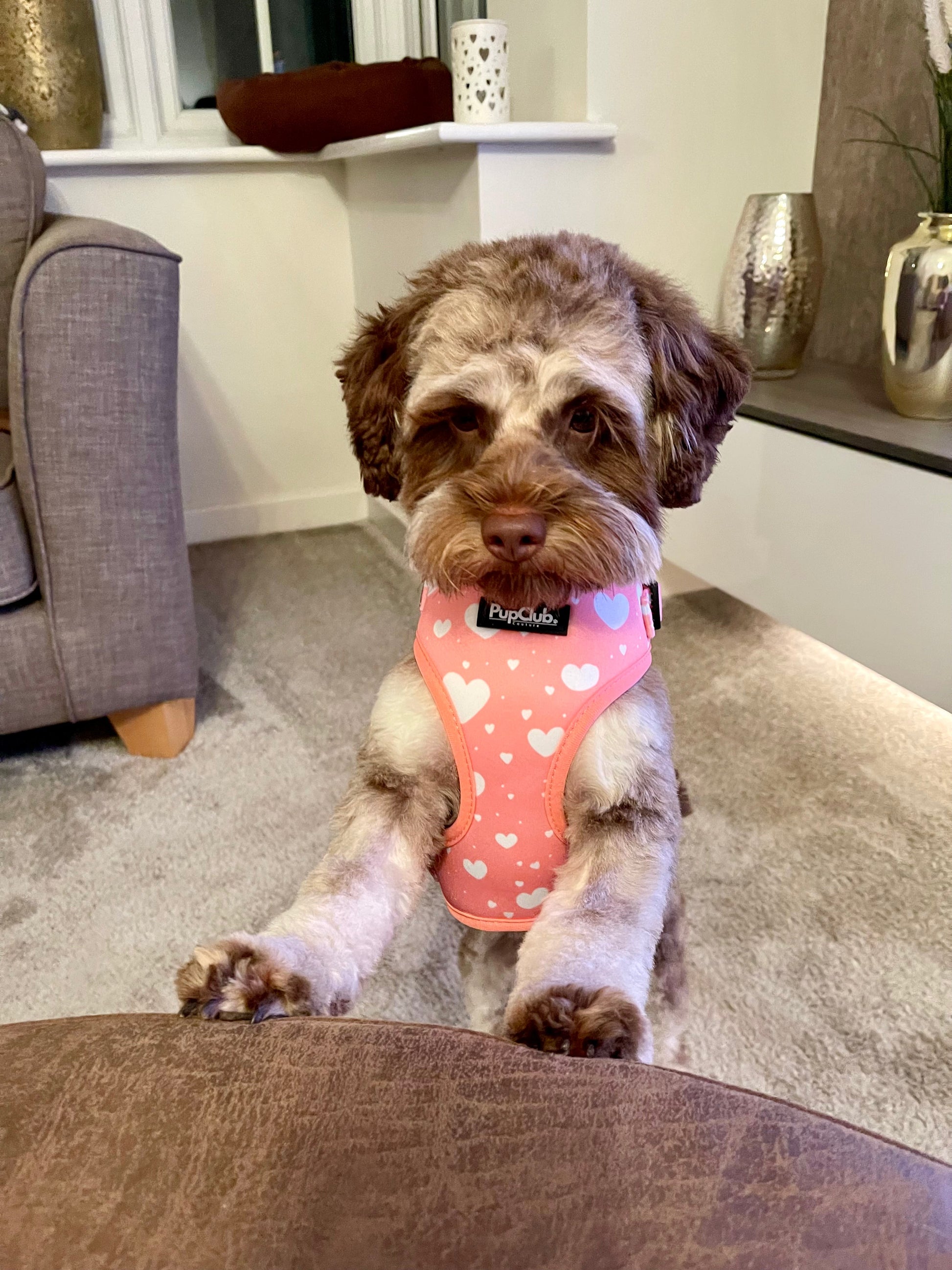 Peachy Hearts Adjustable Dog Harness