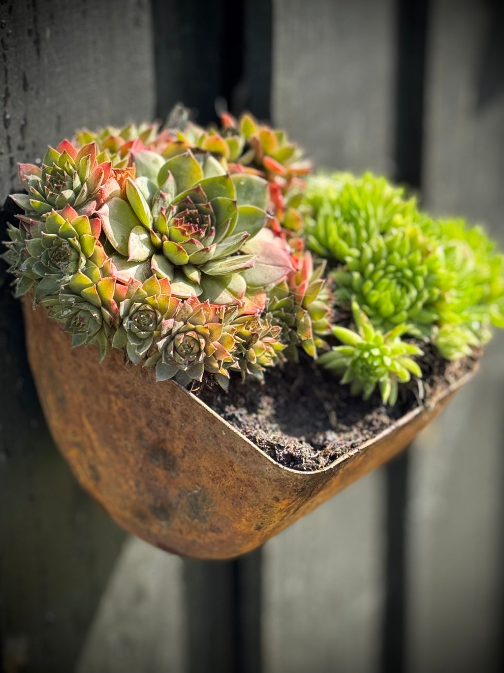 Vintage Rusty Metal Wall Mounted Planter for Herbs and Flowers