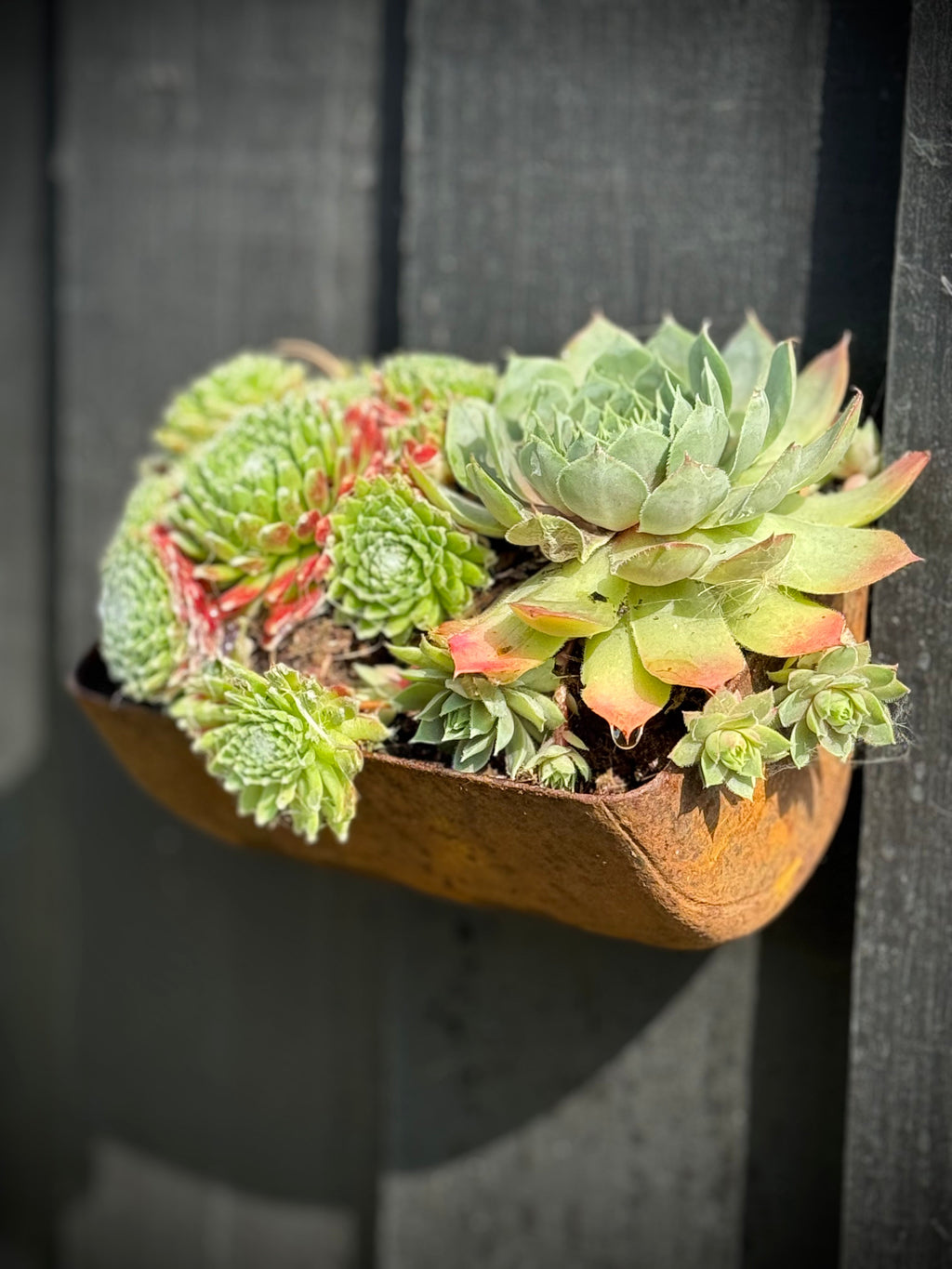 Vintage Rusty Metal Wall Mounted Planter for Herbs and Flowers