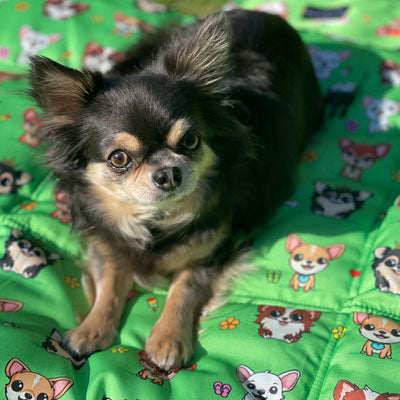 Roll and Go Signature Collection Garden Days Padded Chihuahua Print Travel Mat