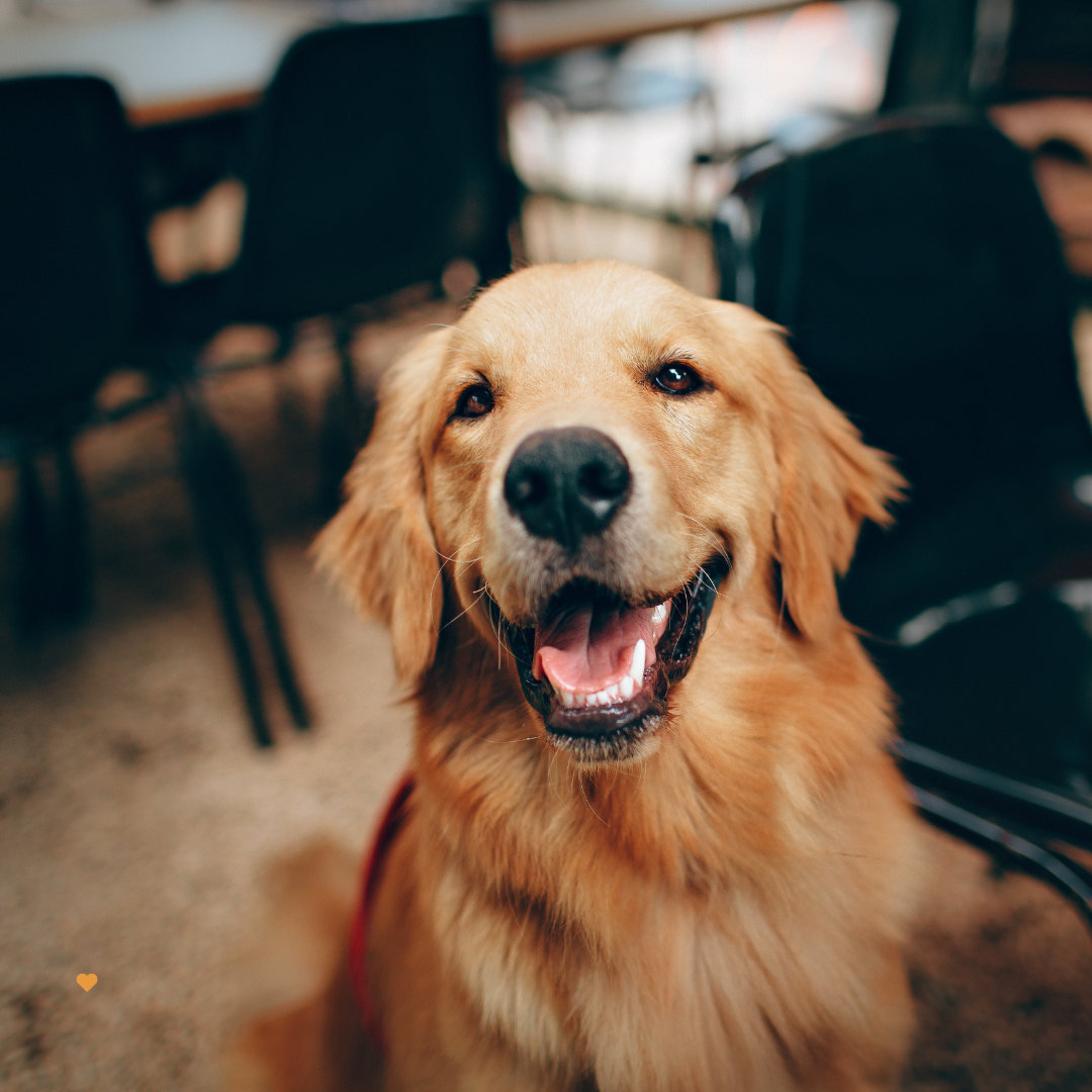 Golden Retriever Greeting Card for Dog Lovers