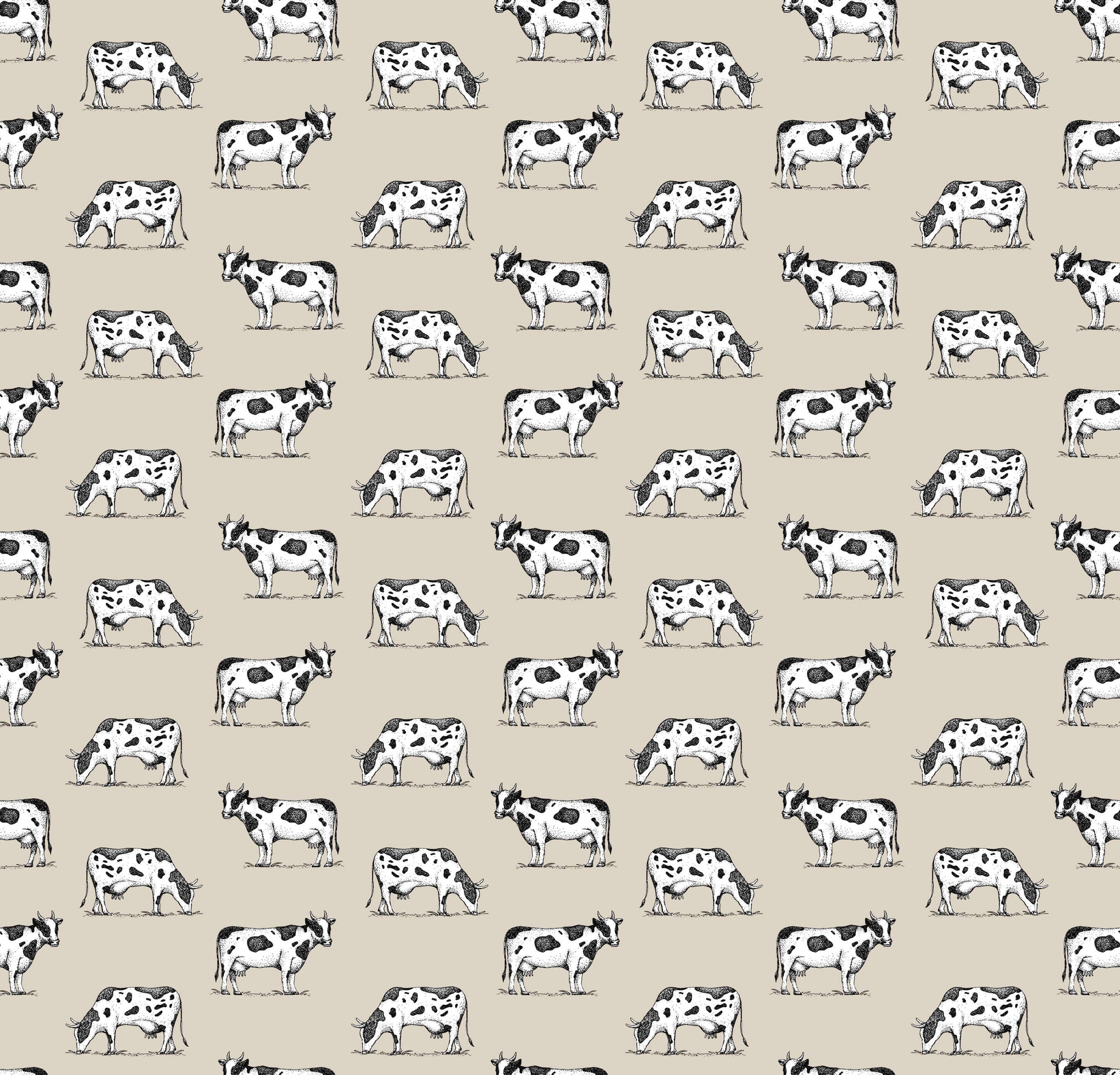 Friesian Cow Wallpaper