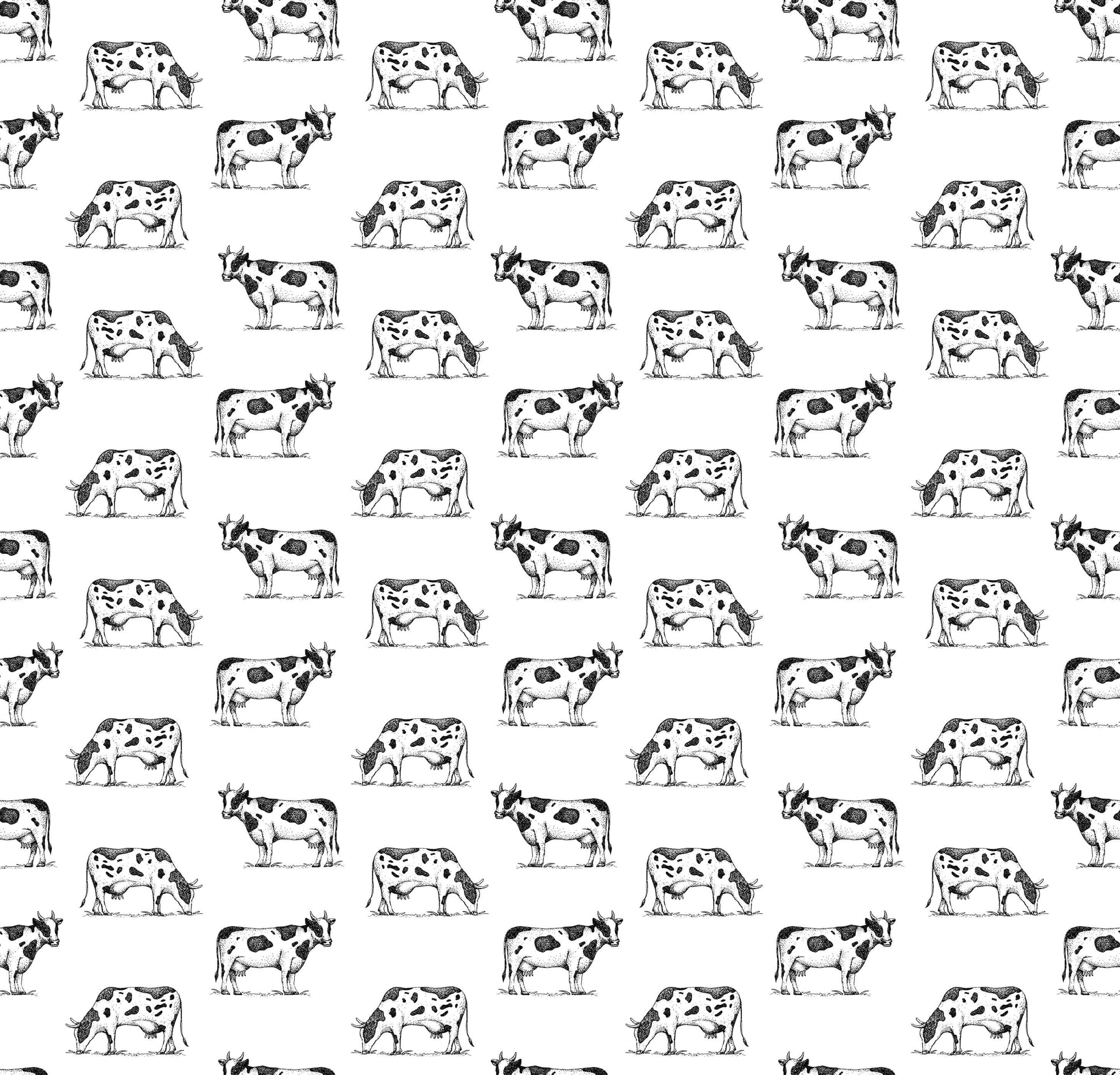 Friesian Cow Wallpaper