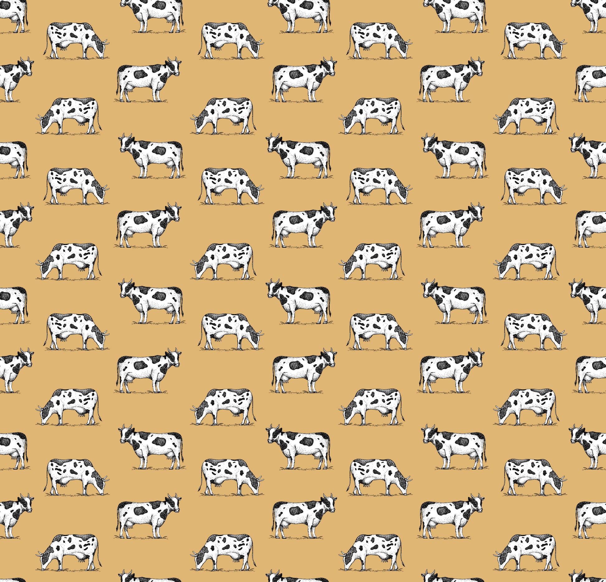 Friesian Cow Wallpaper