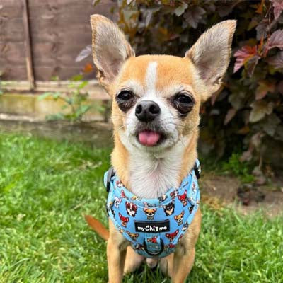Blue Chihuahua Print Small Dog Harness with Exclusive Character Design