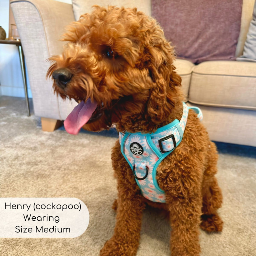 Pastel Daisy No Pull Dog Harness