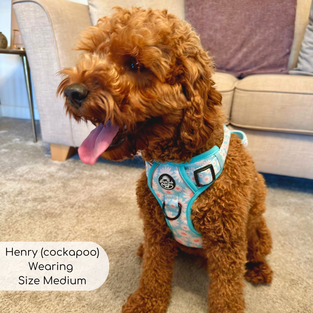 Pastel Daisy No Pull Dog Harness