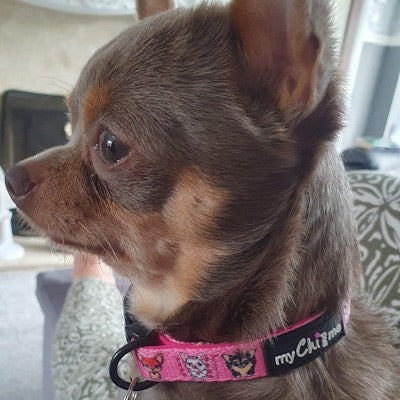 Signature Pink Chihuahua Print Collar for Small Dogs