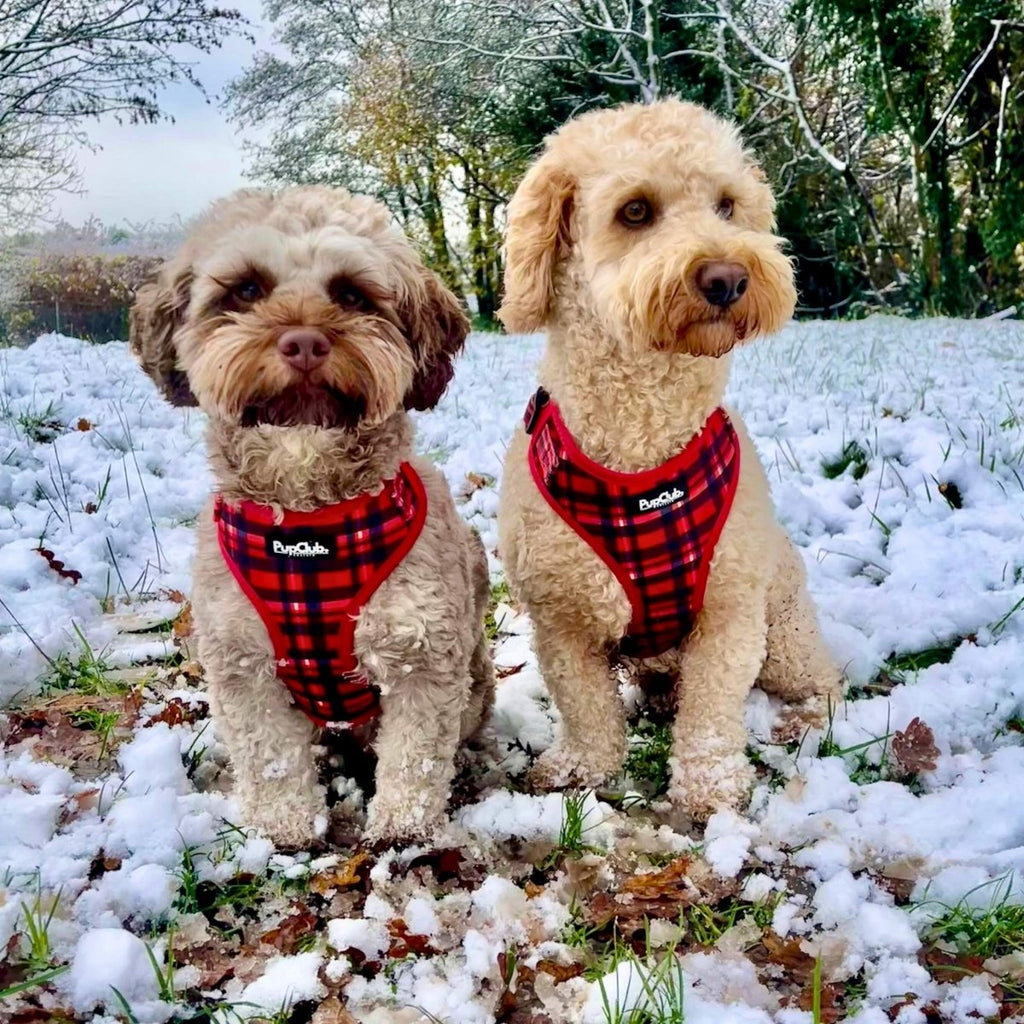 Red Tartan Adjustable Dog Harness