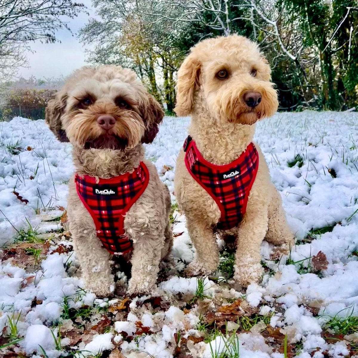Red Tartan Adjustable Dog Harness